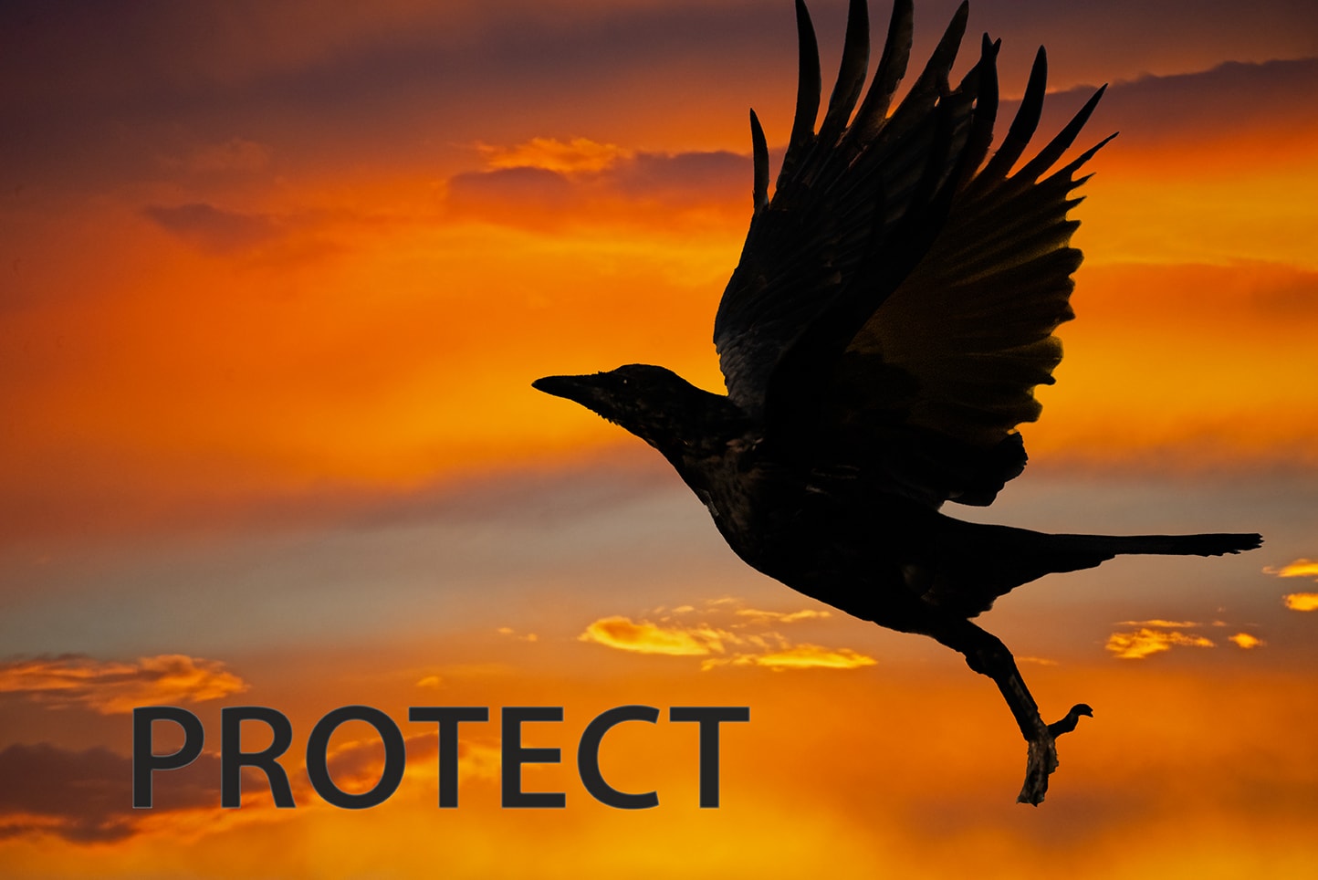 Covid Corvids — corvid photography by Helen K. Garber, Santa Fe NM
